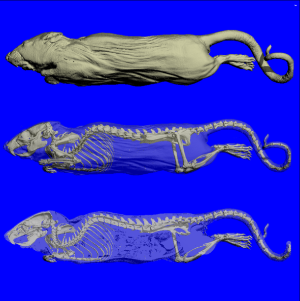生物学3